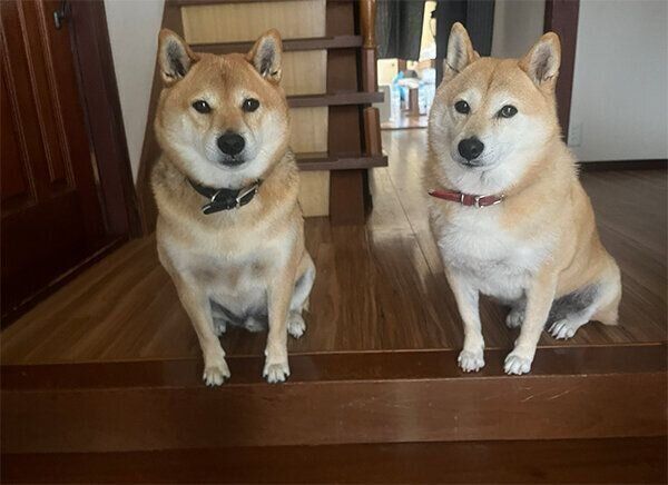 チョコくん、ココちゃん