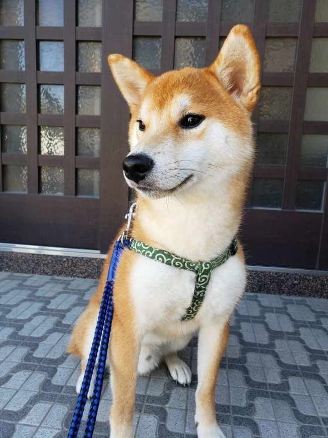 ウンチ後に後ろ足で地面を蹴る理由は 犬の が原因だった いぬのきもちweb Magazine ウンチ後に後ろ足で地面を蹴る理由は 犬の が原因だった いぬのきもちweb Magazine