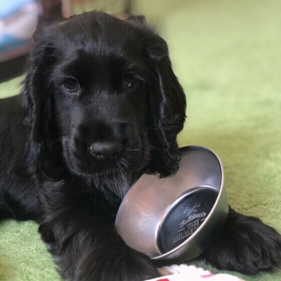 イングリッシュ・コッカー・スパニエルのルアナちゃん