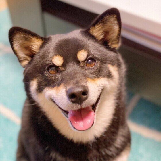 柴のラガーちゃん