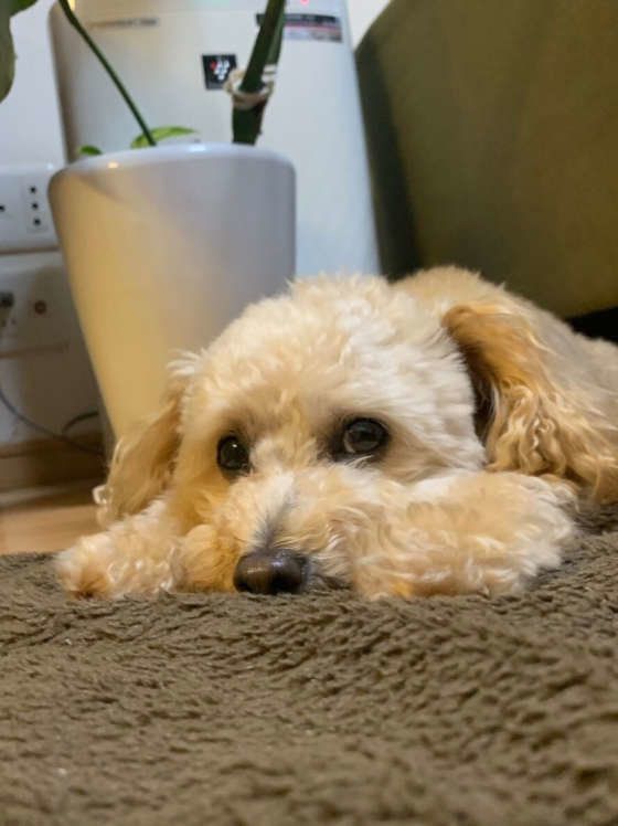 上手にお留守番したよ