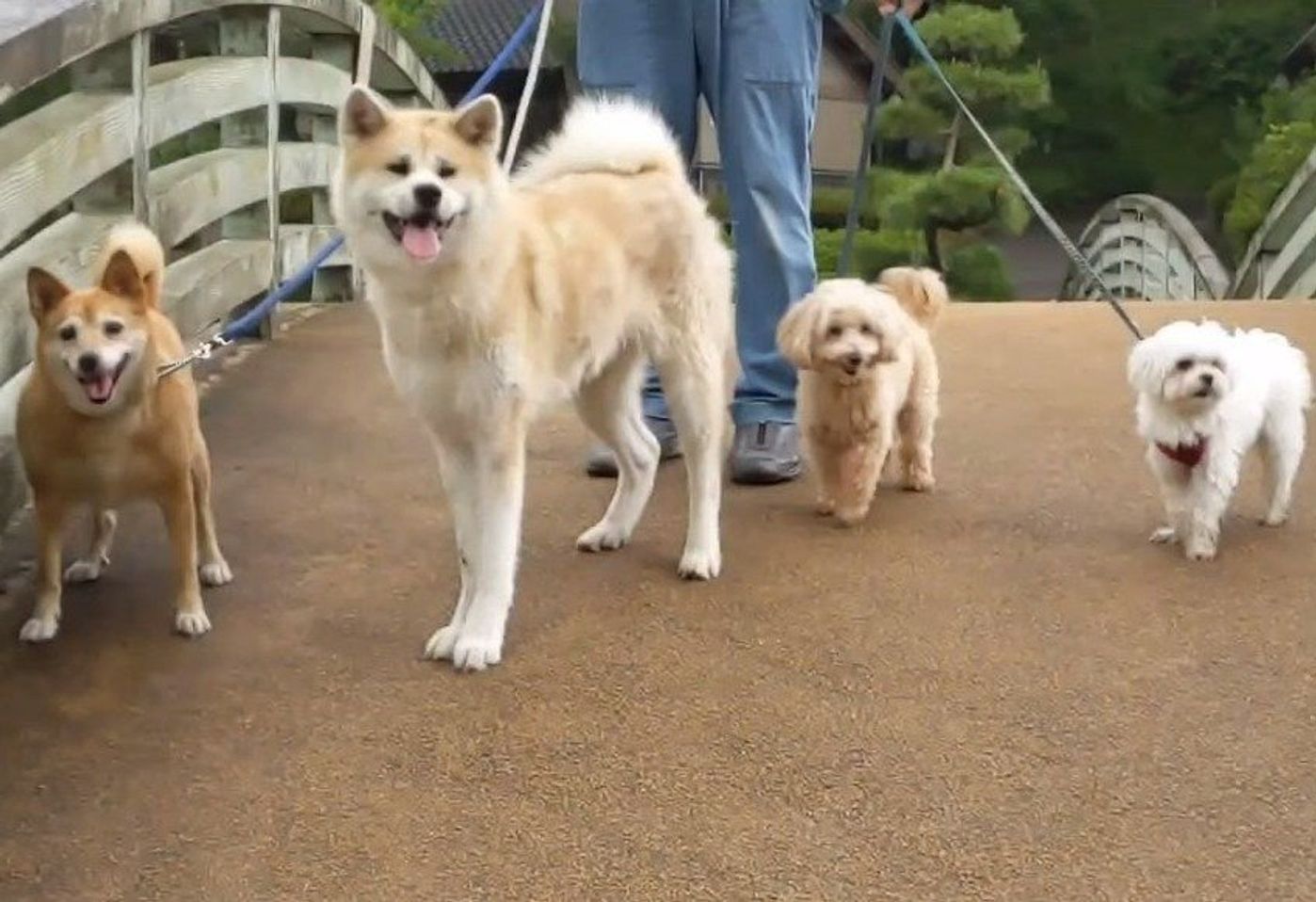 雨の日のお散歩もたまにはいいかも 犬軍団全員お揃い いぬのきもちweb Magazine 雨の日のお散歩もたまにはいいかも 犬軍団全員お揃い いぬのきもちweb Magazine