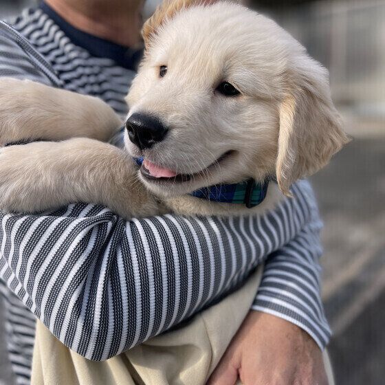 ゴールデン・レトリーバーの子犬