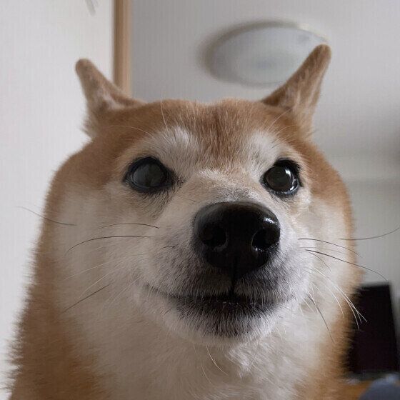  柴のこまめちゃん