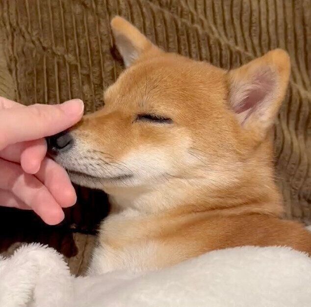 鼻をこしこしされて寝てしまうタマちゃん