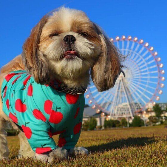 散歩するシー・ズー