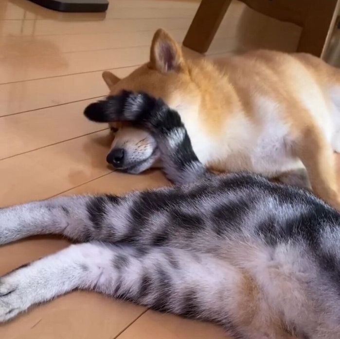 まるくんのしっぽで顔が隠れてしまった虎太郎くん