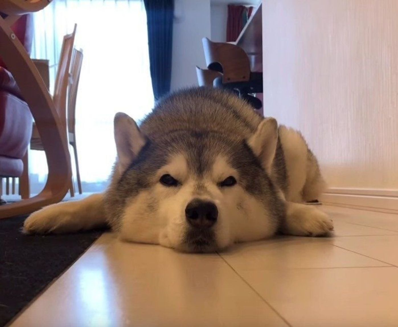 ハスキー犬 涼しいスポットからテコでも動かない いぬのきもちweb Magazine ハスキー犬 涼しいスポットからテコでも動かない いぬのきもちweb Magazine