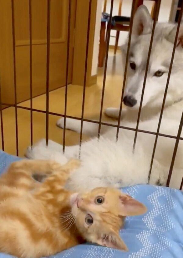 ユキちゃんのしっぽで遊ぶレンちゃん