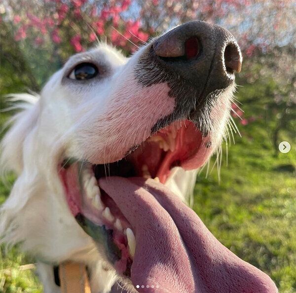 笑顔の麦ちゃん