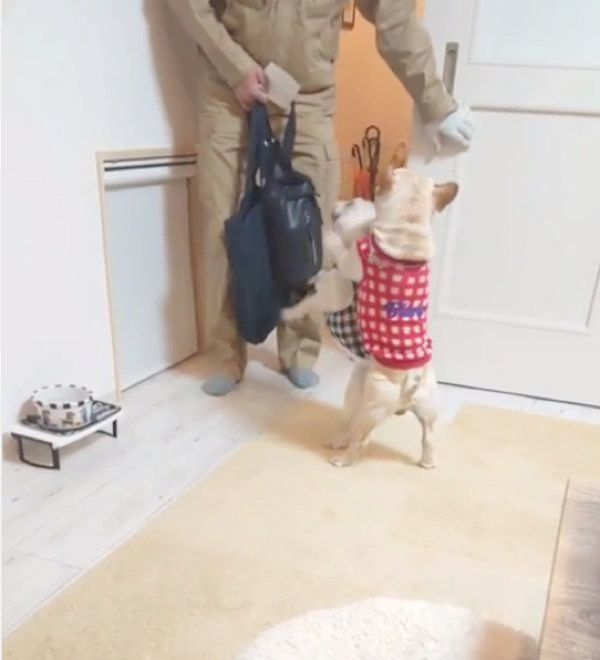 パパさんの帰宅を歓迎するフレンチ・ブルドッグ