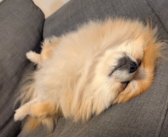 ヘソ天するぽてちくん