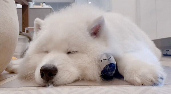 眠るボンドくん