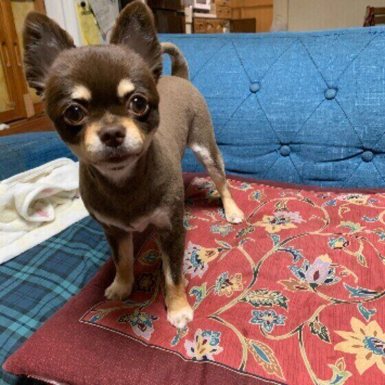 サマーカットにしたチワワ