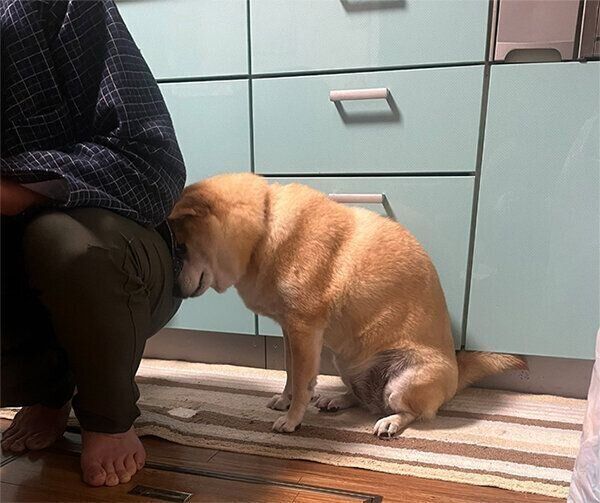 「なでろ」のアピールが可愛いココちゃん