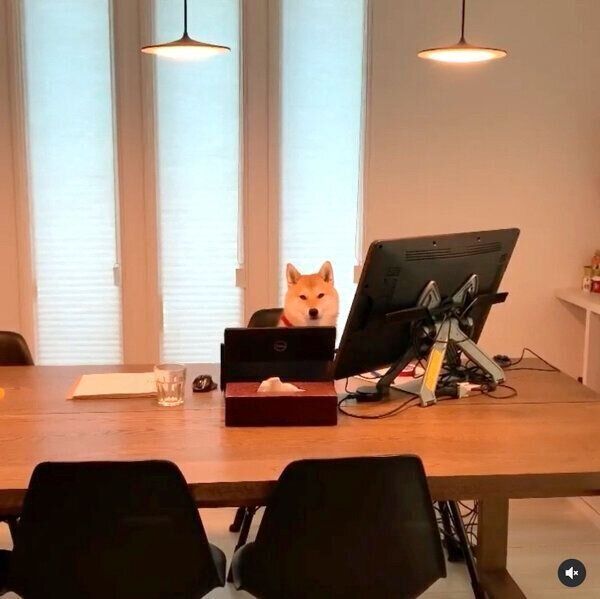 飼い主さんの席を奪う味噌ちゃん