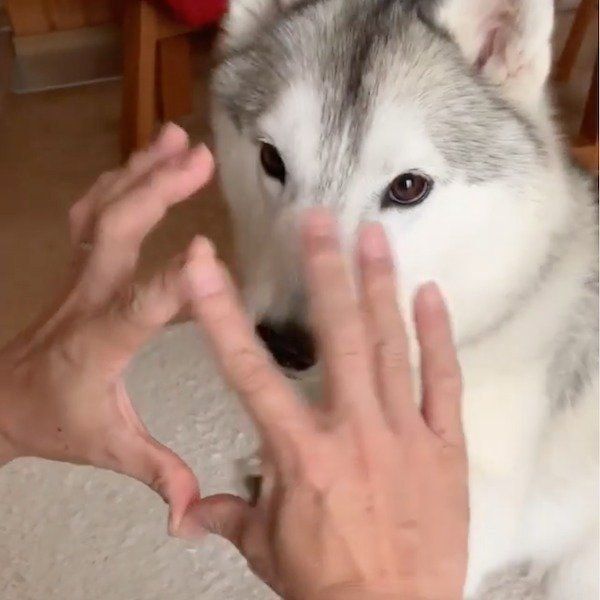 スポッとハマるシベリアン・ハスキー