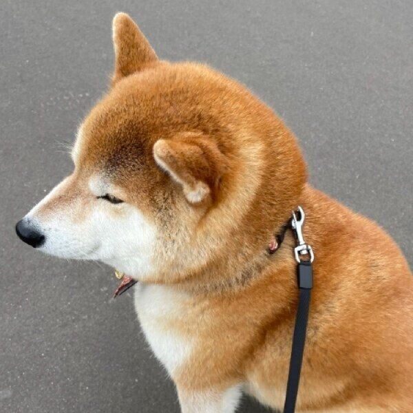 散歩で休憩中のハルちゃん