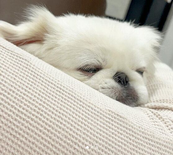 ペキニーズのこむすびくん