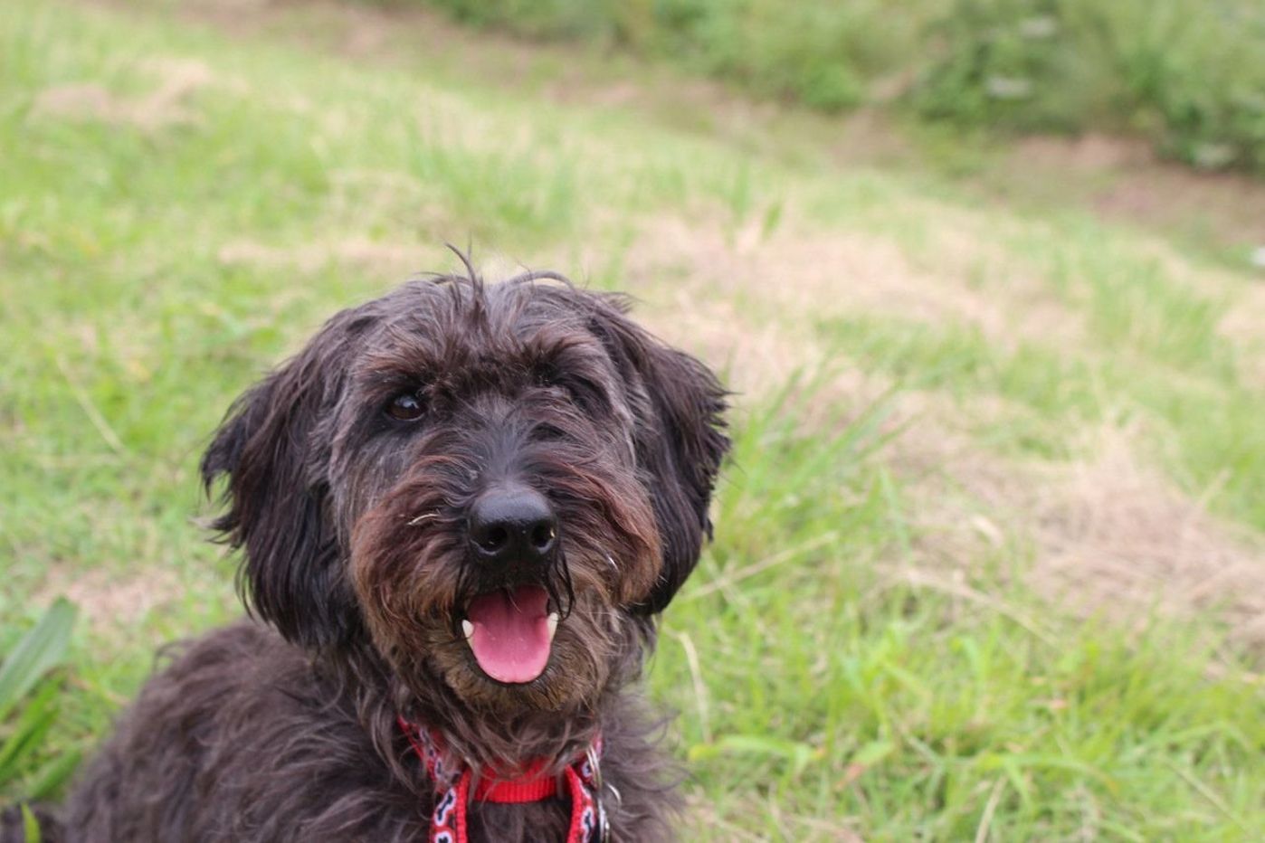 犬の しつけ は叱ったり まして虐待ではない 連載 西川文二の 犬ってホントは Vol 22 いぬのきもちweb Magazine 犬の しつけ は叱ったり まして虐待ではない 連載 西川文二の 犬ってホントは Vol 22 いぬのきもちweb Magazine