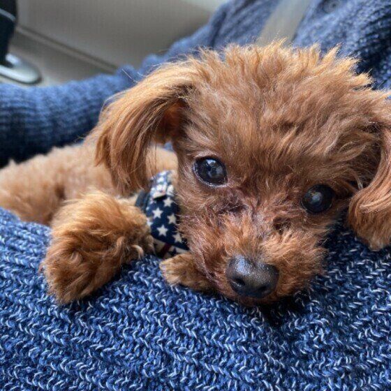 トイ・プードルのココちゃん