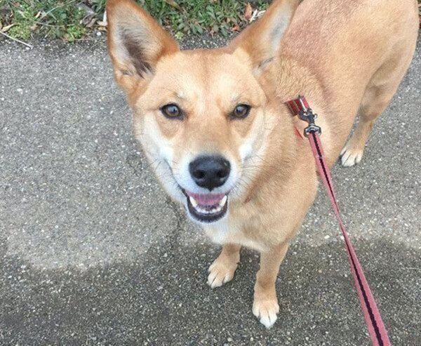 お散歩を楽しむ柚ちゃん