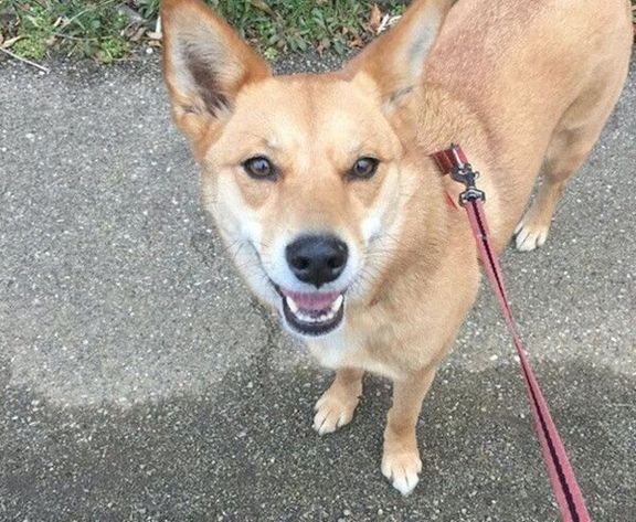 お散歩を楽しむ柚ちゃん