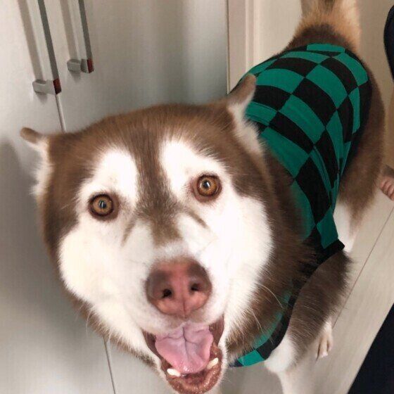 見つめるシベリアン・ハスキー