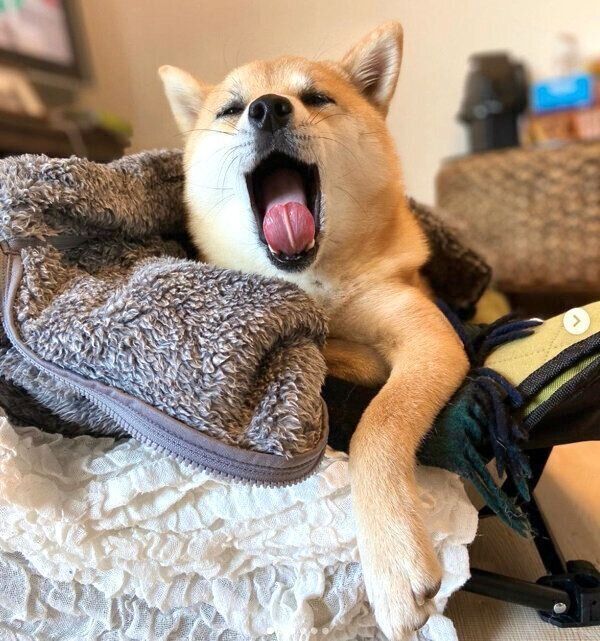 まったりするあくびちゃん