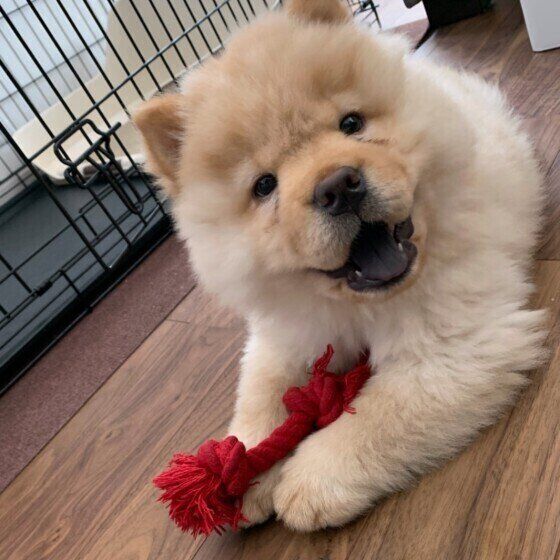 チャウ・チャウのむぅ太ちゃん