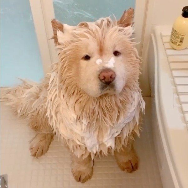 シャンプーしたら別の犬になっちゃったくり蔵くん