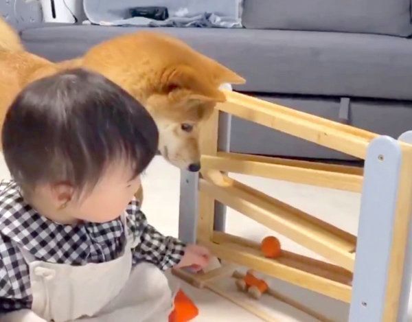 妹ちゃんのおもちゃにハマるりんご郎くん