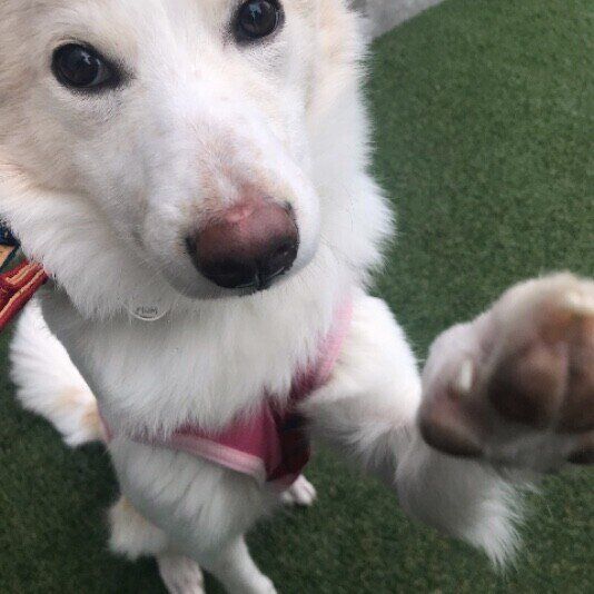 彩夢  Ｍｉｘ（雑種）中型犬 ねえねえママ