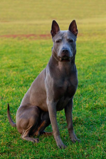 タイ・リッジバッグ・ドッグ