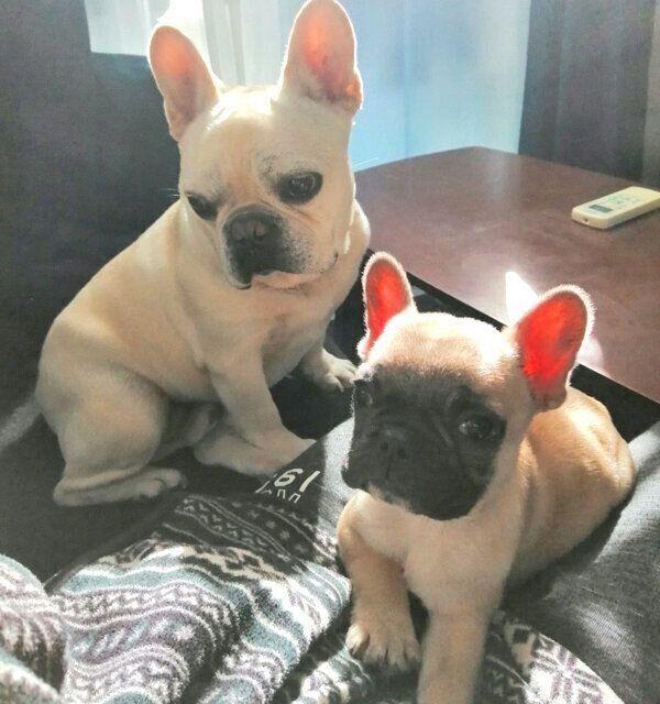 まったりする小次郎くんと高虎くん