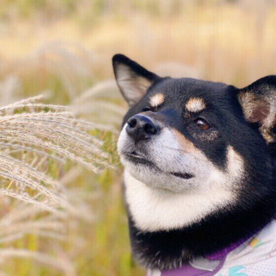 柴のラガーちゃん