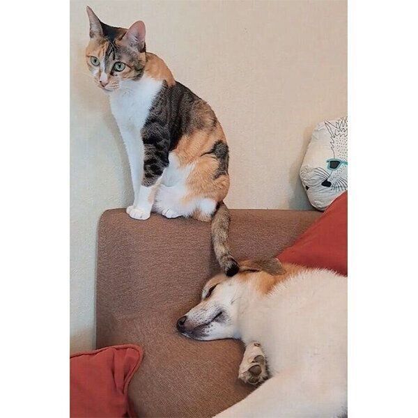 犬のコロちゃんをしっぽで寝かしつける猫のチコちゃん