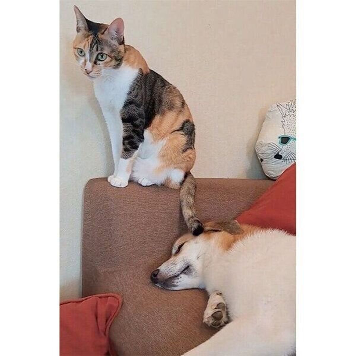 犬を寝かしつける猫 しっぽで優しくちょんちょんすると夢の中へ ふたりの優しい世界にほっこり いぬのきもちweb Magazine 犬を寝かしつける猫 しっぽで優しくちょんちょんすると夢の中へ ふたりの優しい世界にほっこり いぬのきもちweb Magazine