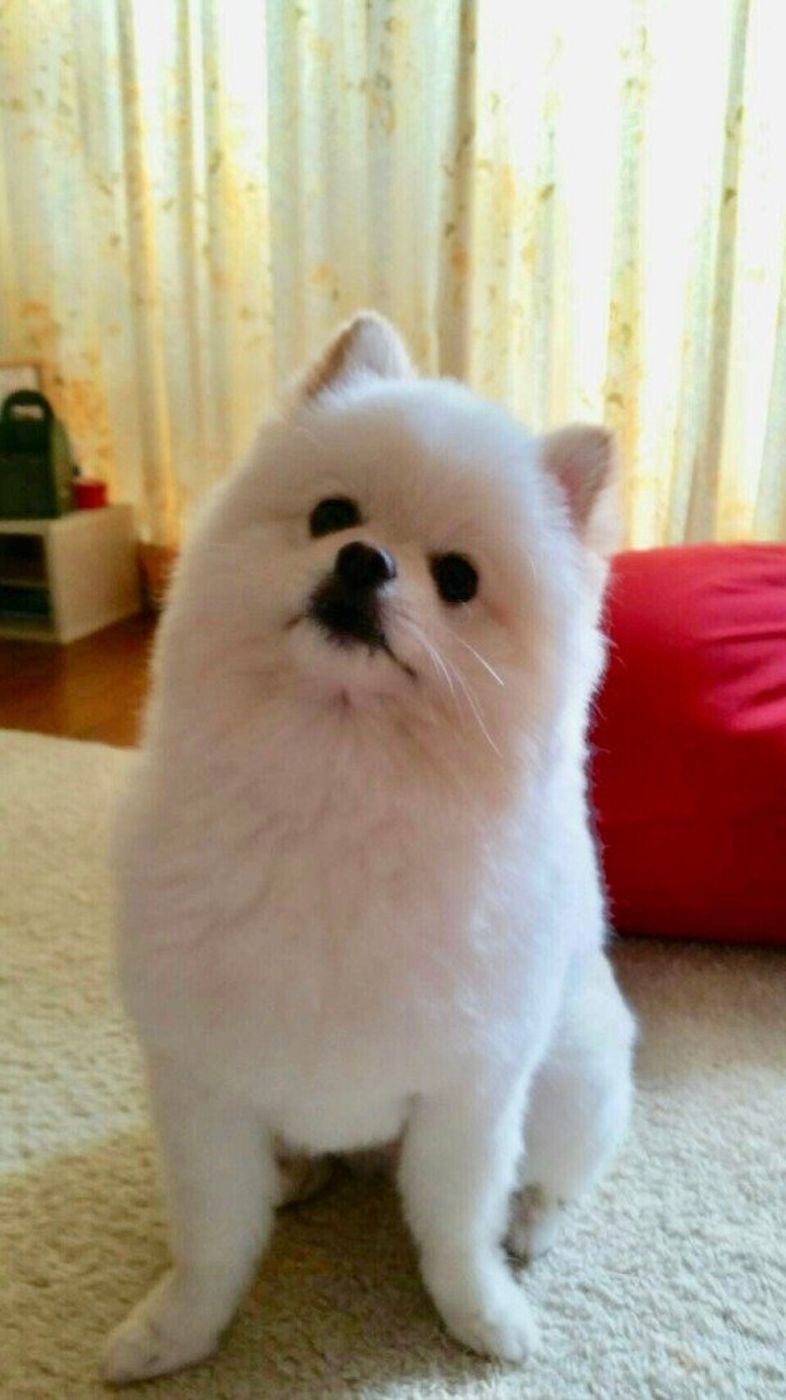 ほっこりエピソード 画像つき 犬が首をかしげるのはなぜ いぬのきもちweb Magazine ほっこりエピソード 画像つき 犬が首をかしげるのはなぜ いぬのきもちweb Magazine