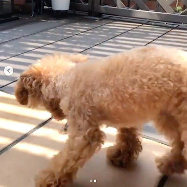 セミと対峙するトイ・プードル