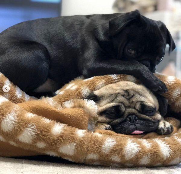 パグの小梅ちゃんと小豆ちゃん