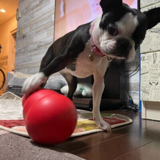 おもちゃで遊ぶボストン・テリア