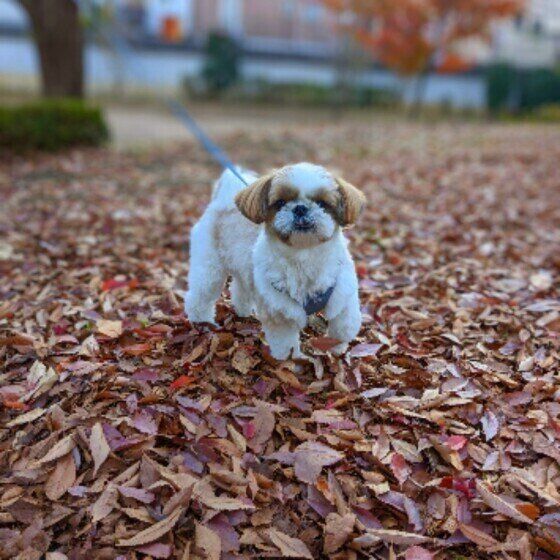 シー・ズーのペコちゃん