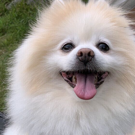 笑顔のモコくん（ポメラニアン）