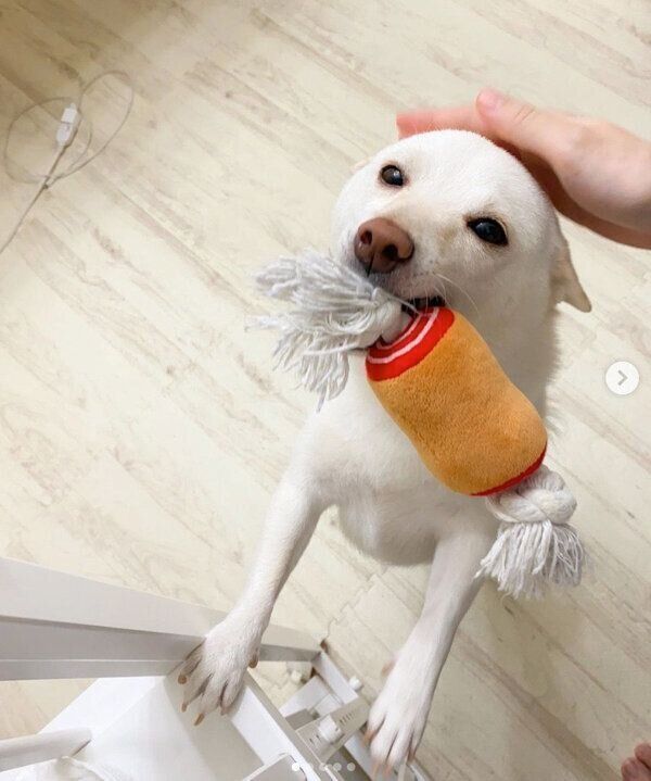 おもちゃをくわえるまめたちゃん