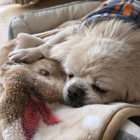 チベタン・スパニエルのチベくん