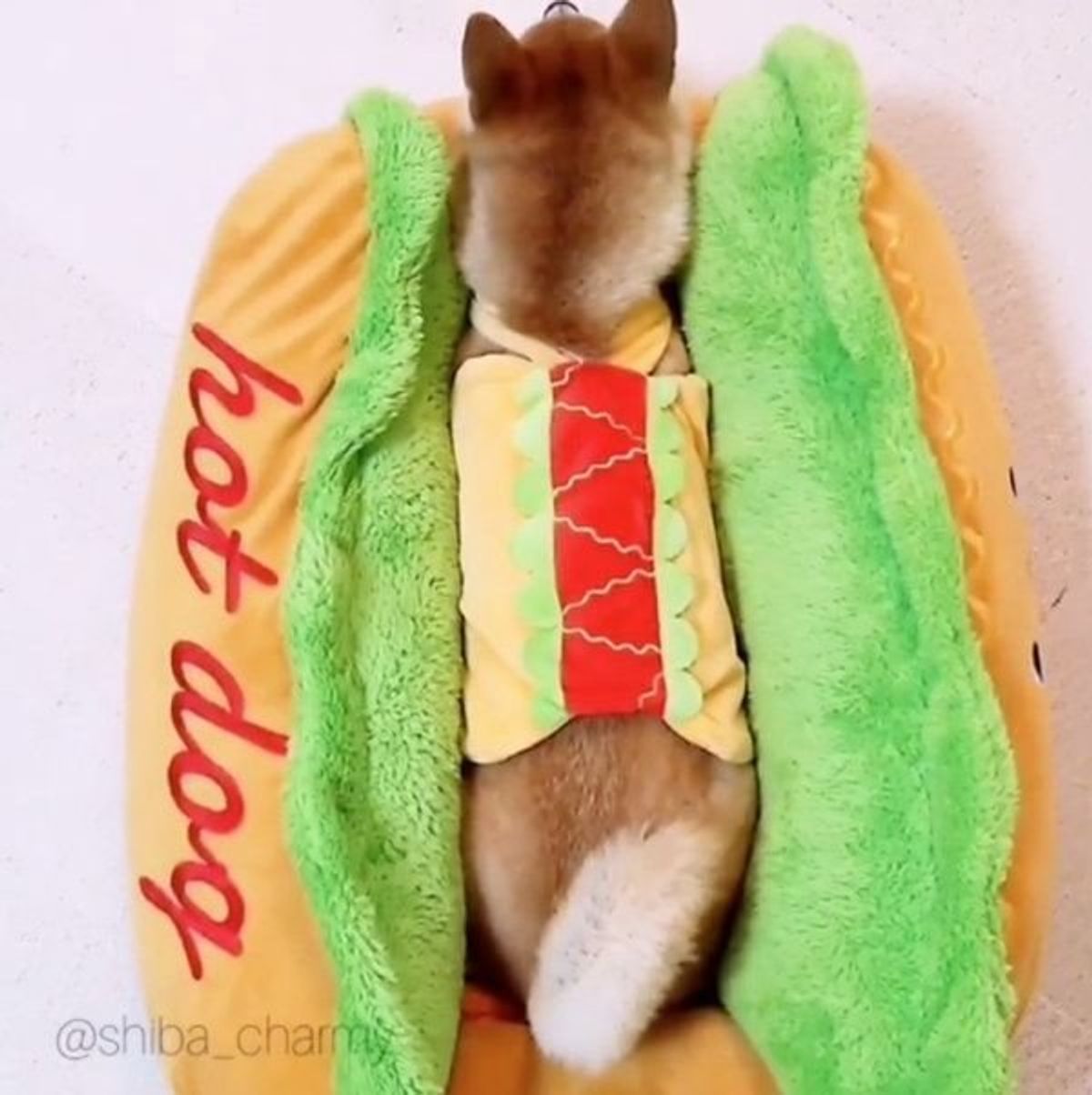 ホットドッグが完成 具になりきる柴犬の姿が可愛すぎて大反響 いぬのきもちweb Magazine ホットドッグが完成 具になりきる柴犬の姿が可愛すぎて大反響 いぬのきもちweb Magazine