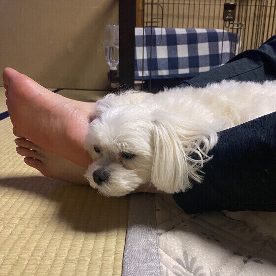 ウトウトするマルチーズのハクくん