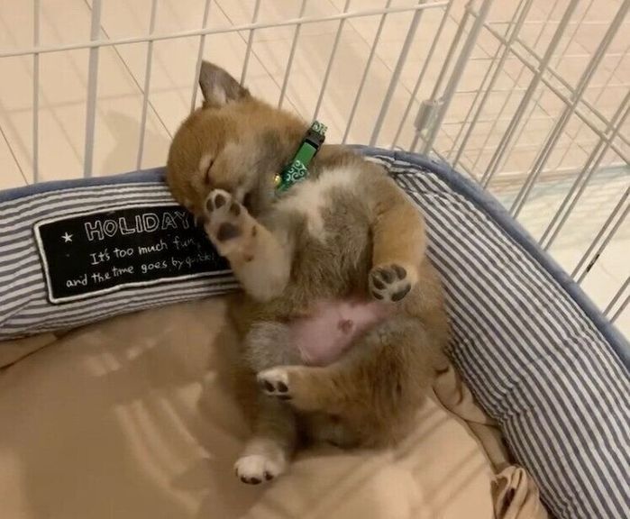 足を動かしながら眠る富くん