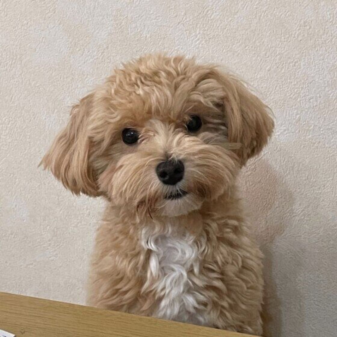 寒い時期の犬の留守番で 部屋の暖房はつける派 つけない派 意見が割れる結果に いぬのきもちweb Magazine 寒い時期の犬の留守番で 部屋の暖房はつける派 つけない派 意見が割れる結果に いぬのきもちweb Magazine